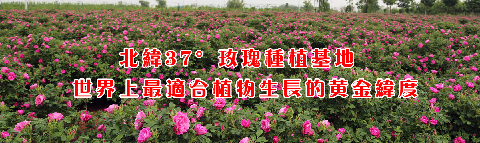 幻灯1